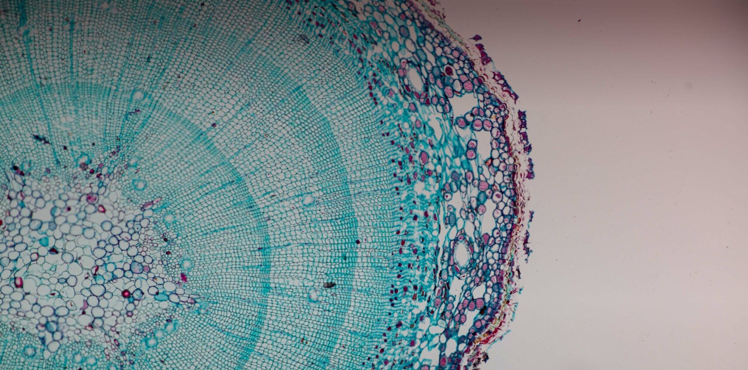 Close up image of a cell