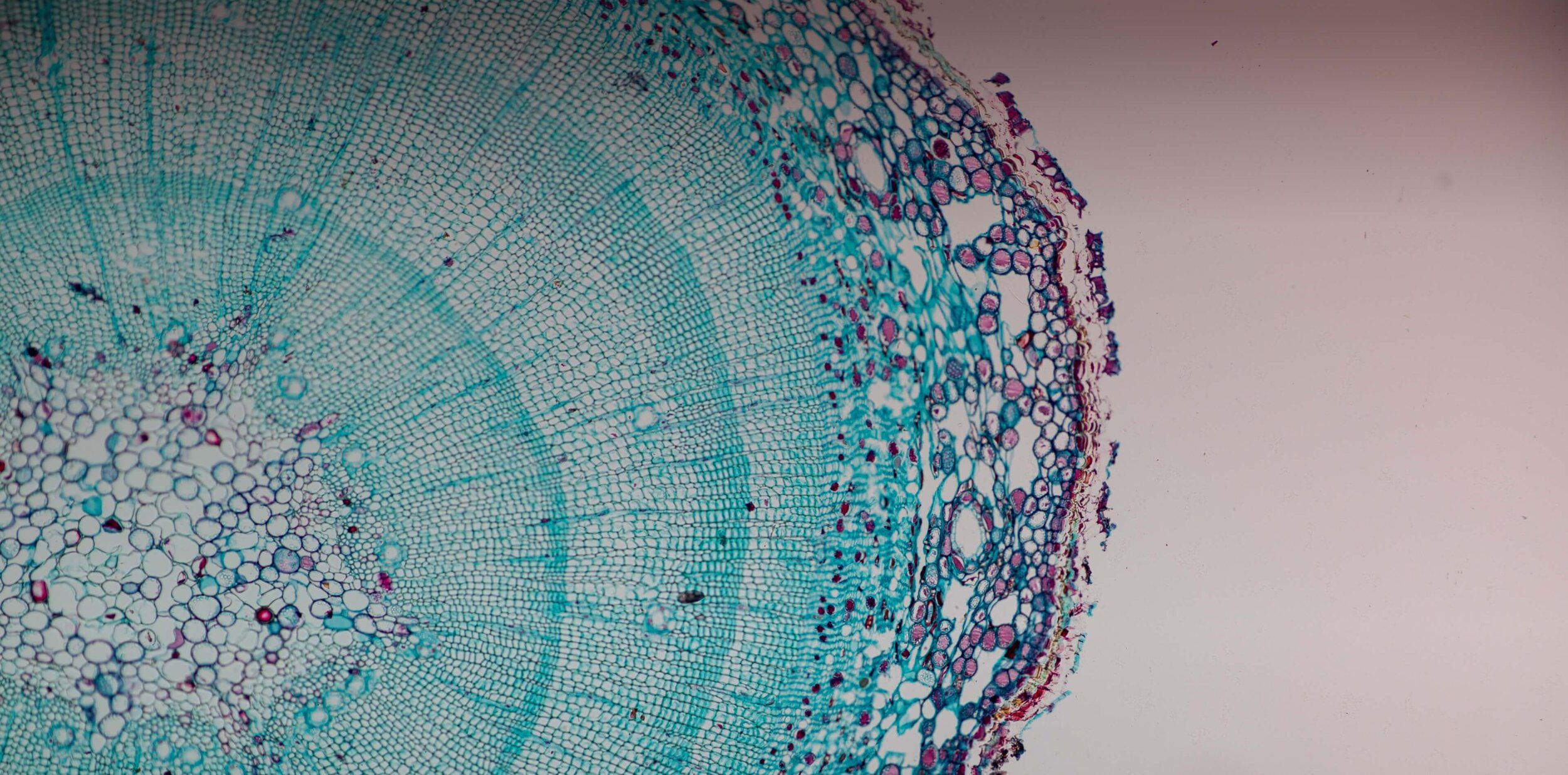 Close up image of a cell